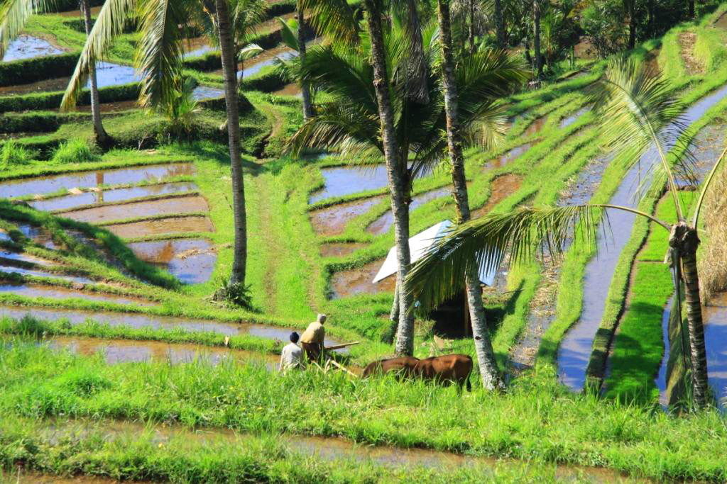 L'&icirc;le de Bali en Indon&eacute;sie 001