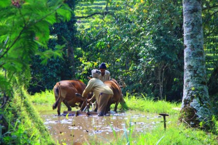 L'&icirc;le de Bali en Indon&eacute;sie 5