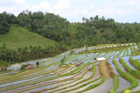 L'&icirc;le de Bali en Indon&eacute;sie 2