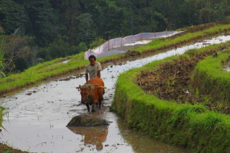 L'&icirc;le de Bali en Indon&eacute;sie 4