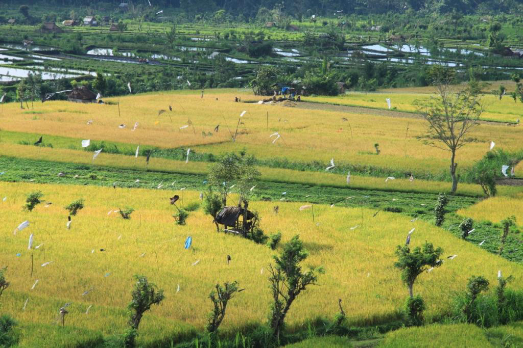 L'&icirc;le de Bali en Indon&eacute;sie 006