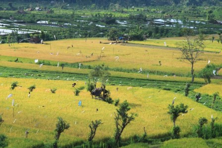 L'&icirc;le de Bali en Indon&eacute;sie 6