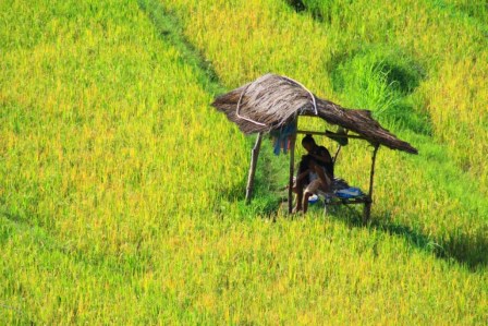 L'&icirc;le de Bali en Indon&eacute;sie 9