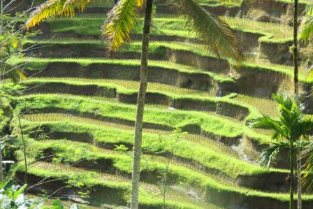 L'&icirc;le de Bali en Indon&eacute;sie 8