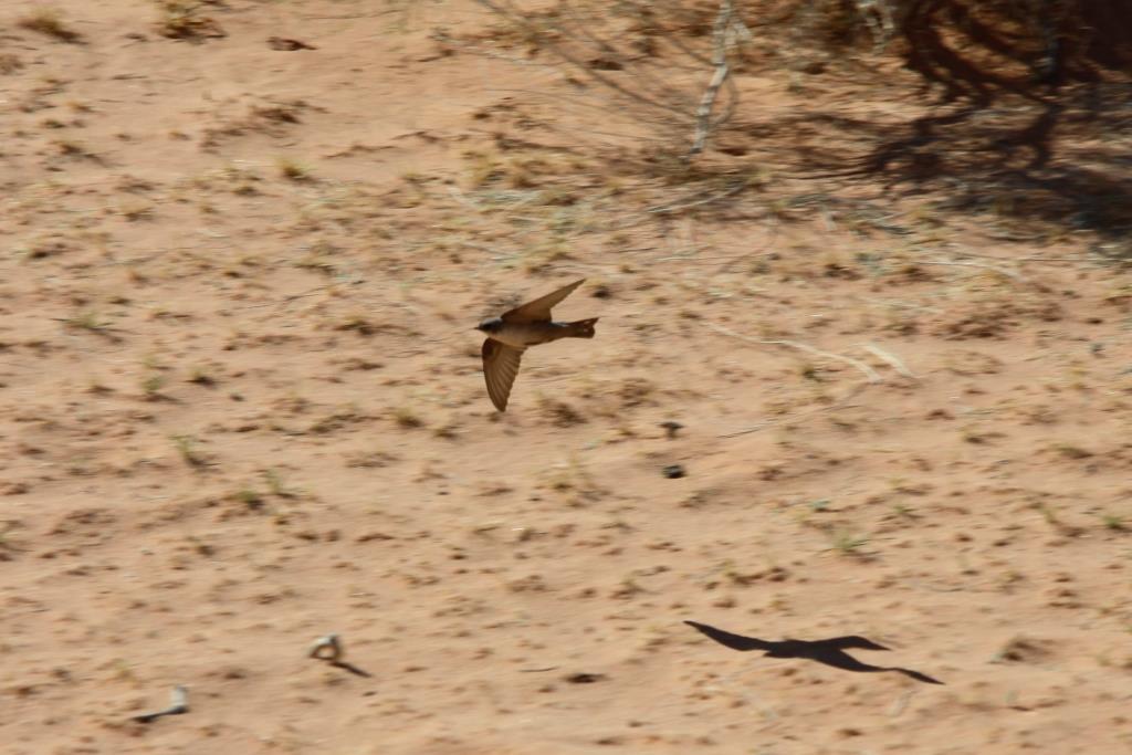 La Jordanie, Petra et le d&eacute;sert du Wadi Rum... 016