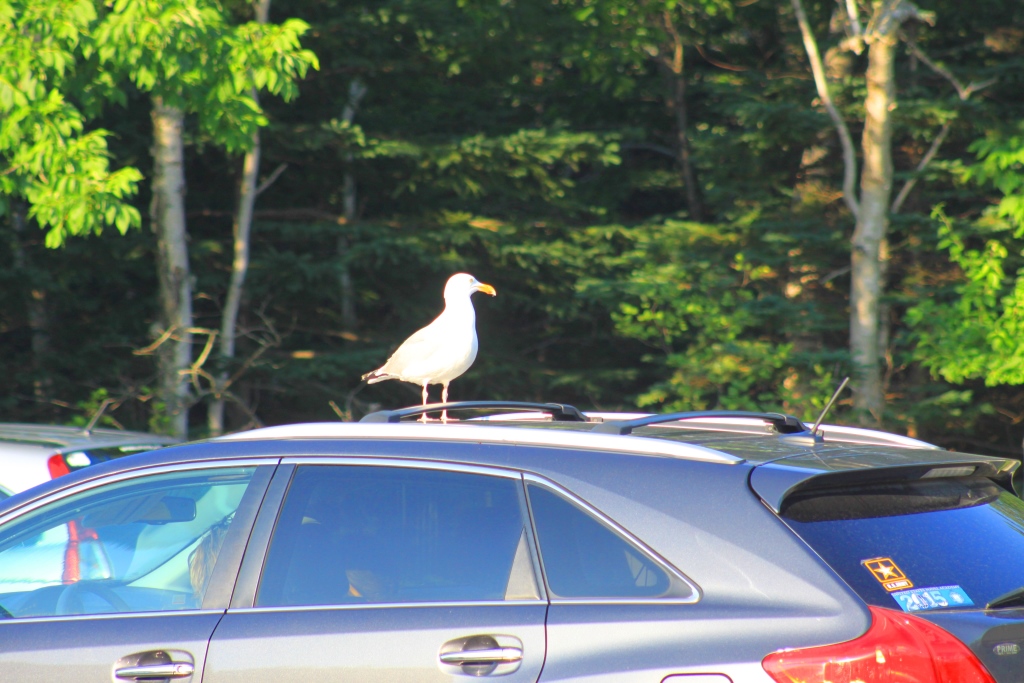 P&eacute;riple en Nouvelle-Angleterre 012