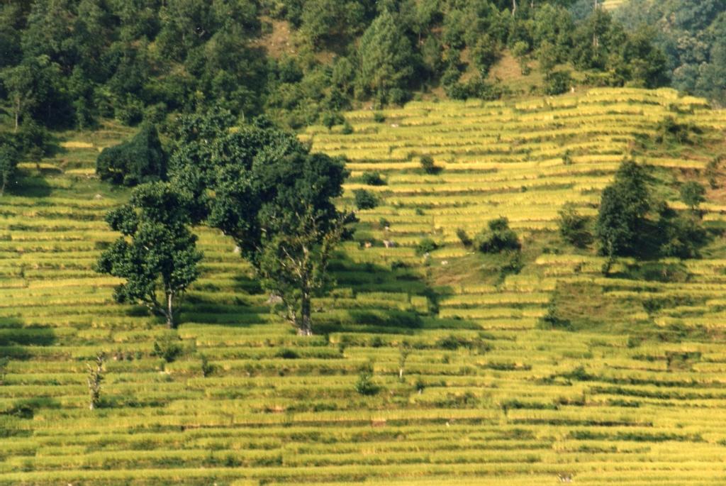 Trek au N&eacute;pal 006