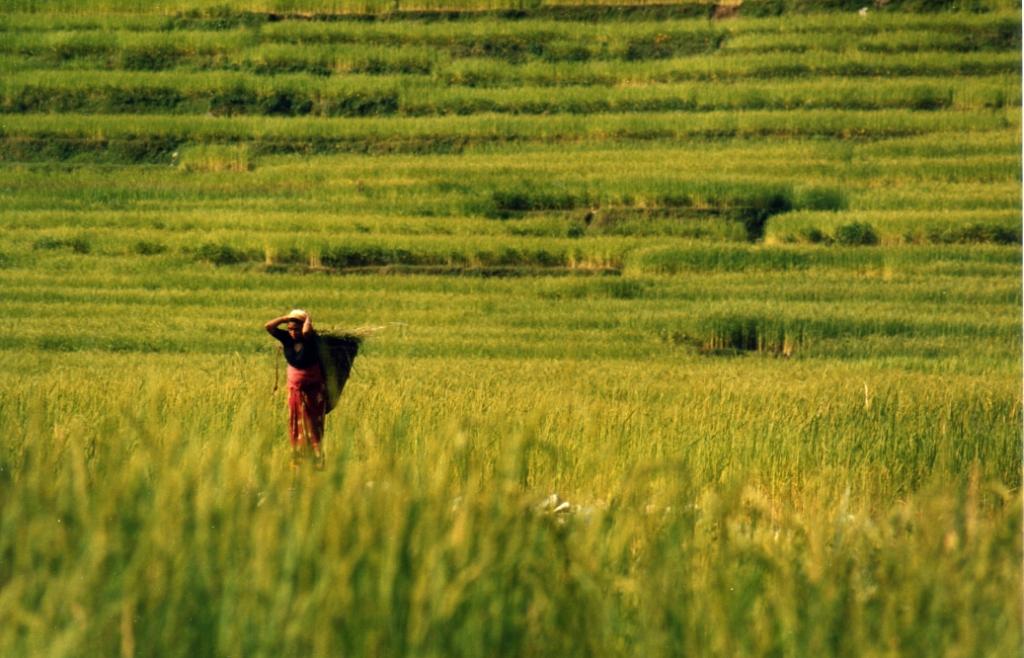 Trek au N&eacute;pal 007