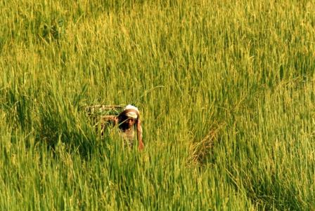Trek jusqu'au camp de base de l'Annapurna 8