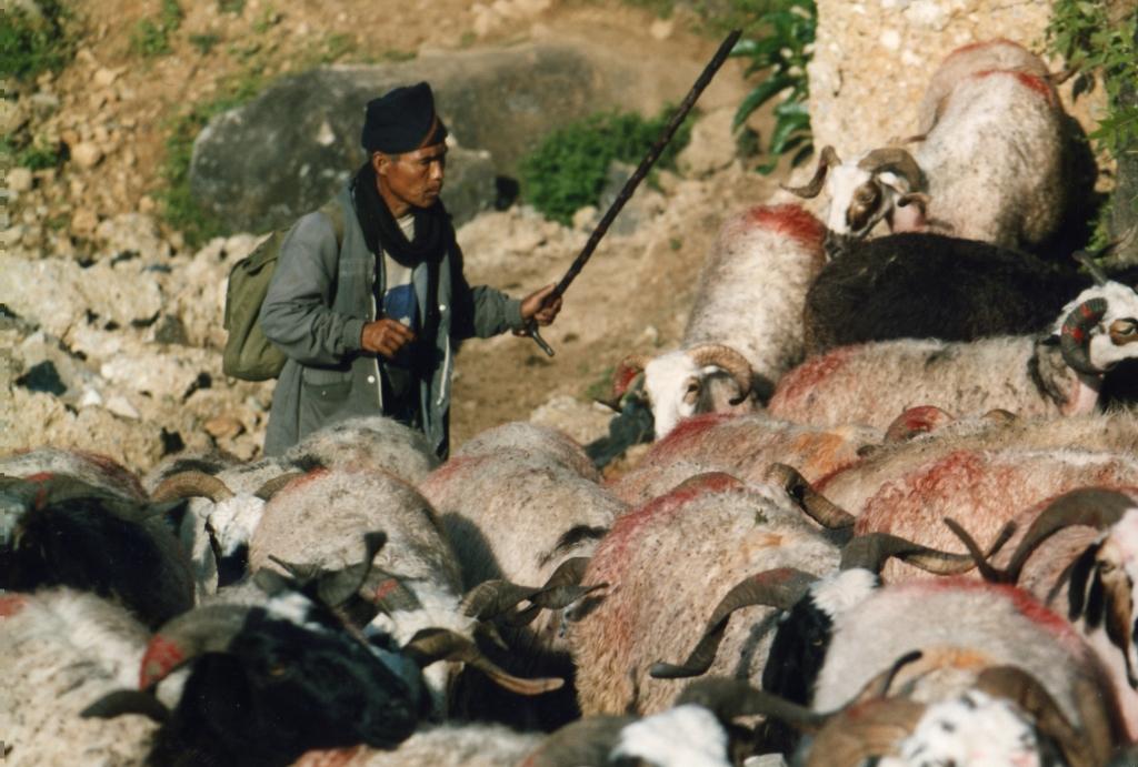 Trek au N&eacute;pal 013