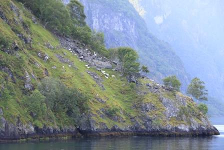 La Norv&egrave;ge, les fjords et les glaciers... 4