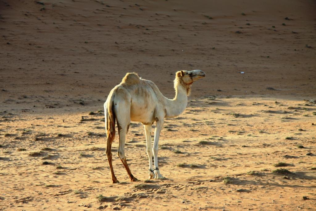 Le sultanat d'Oman 001