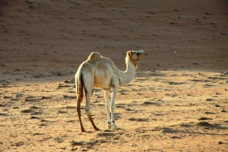 Le sultanat d'Oman 1