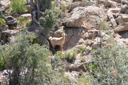 Le sultanat d'Oman 8