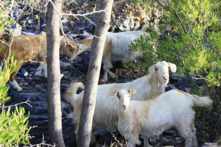 Le sultanat d'Oman 9