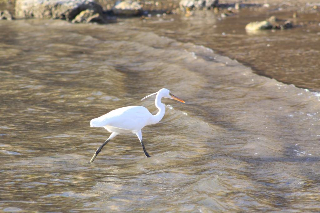 Le sultanat d'Oman 018