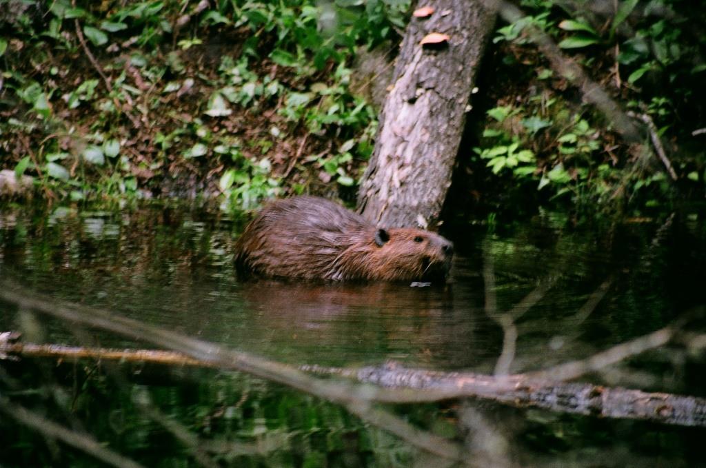 Voyage au Qu&eacute;bec 002