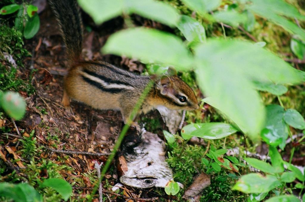 Voyage au Qu&eacute;bec 005