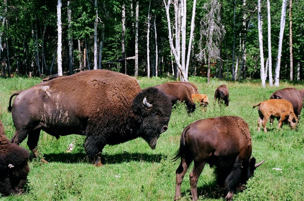 Voyage au Qu&eacute;bec 013