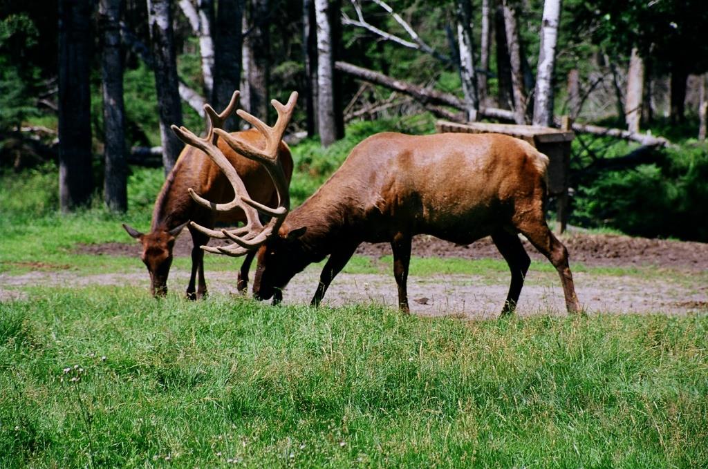 Voyage au Qu&eacute;bec 003