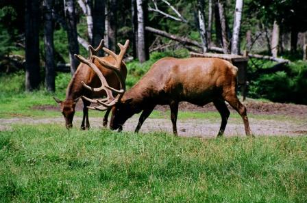 Voyage au Qu&eacute;bec 3