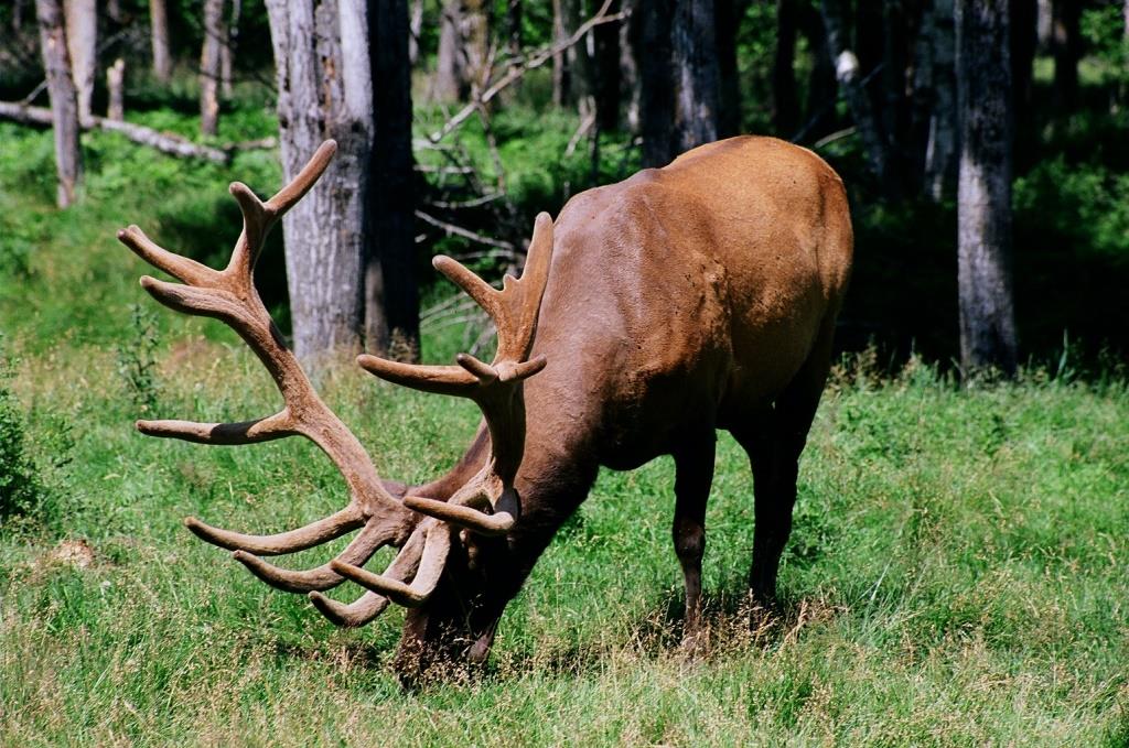 Voyage au Qu&eacute;bec 004