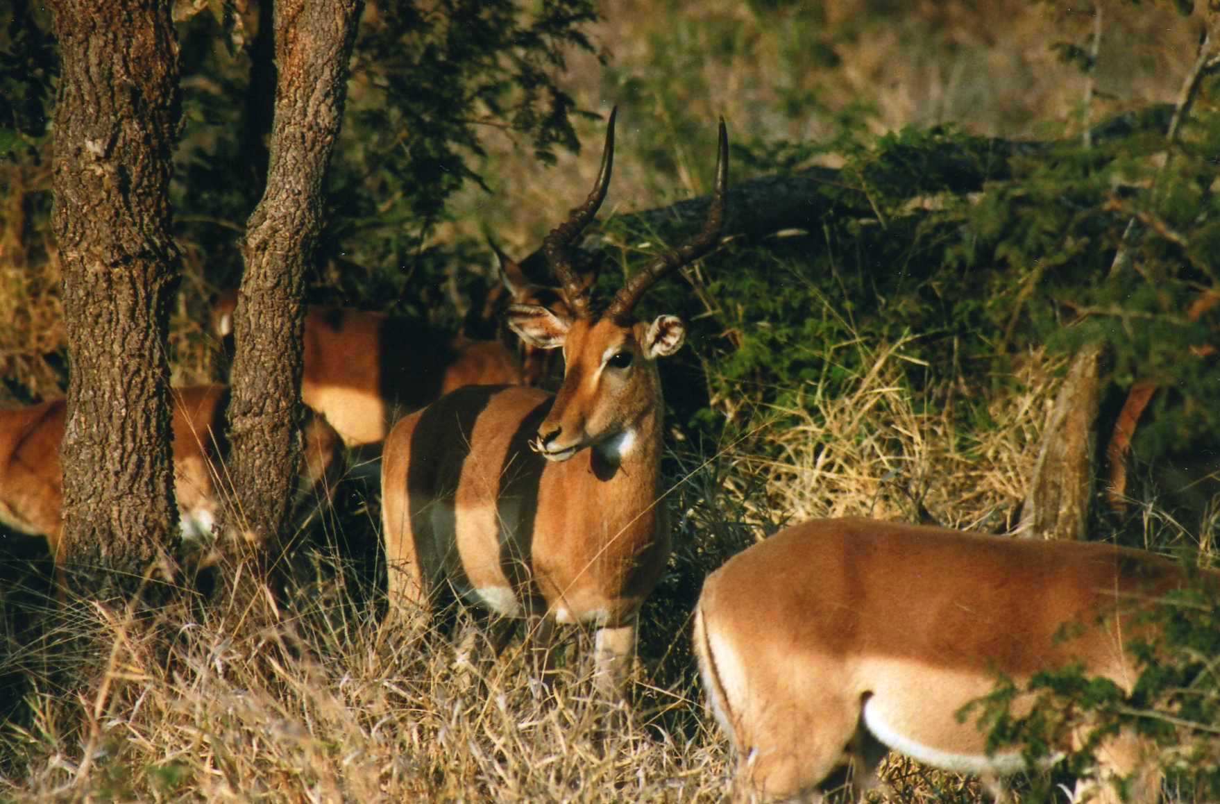 Safari photo en Afrique du Sud 002