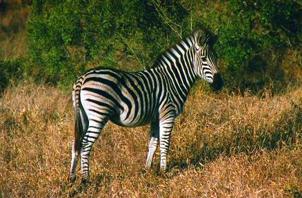 Safari photo en Afrique du Sud 3