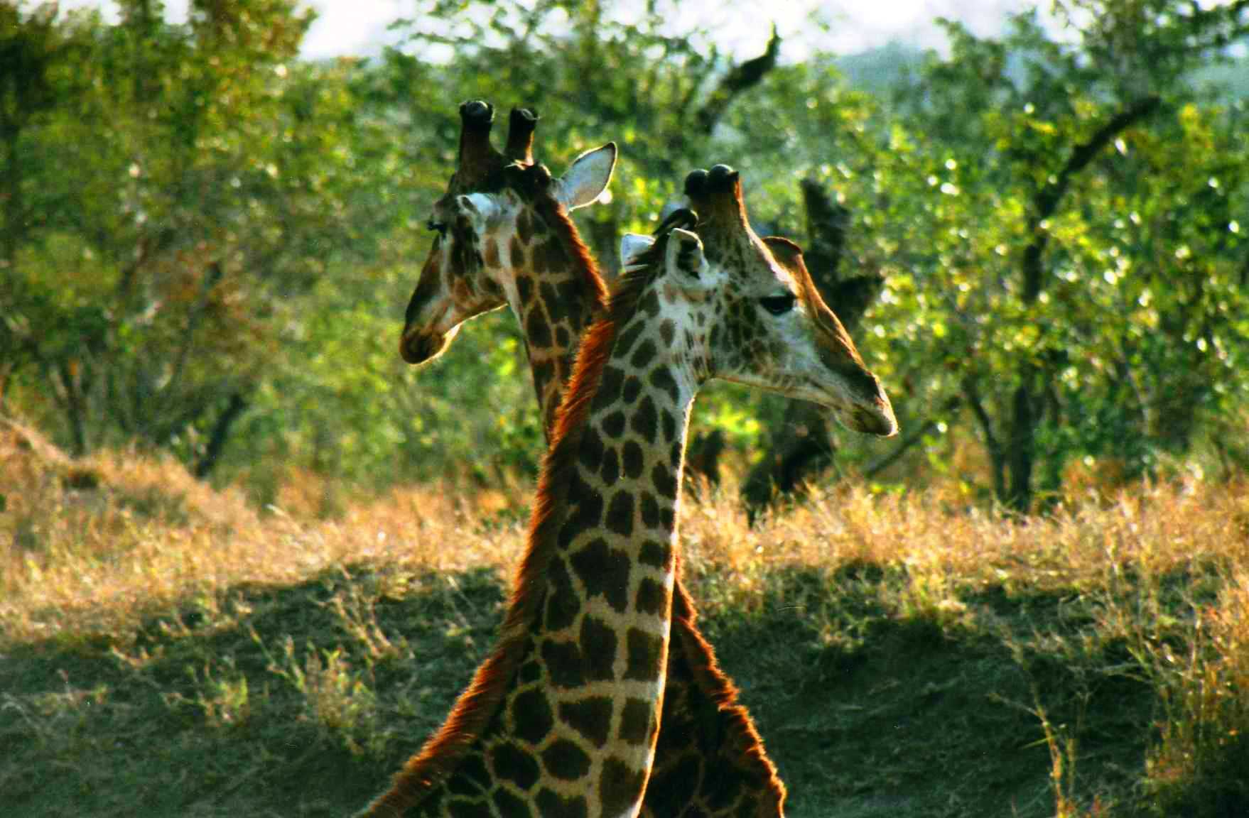 Safari photo en Afrique du Sud 004