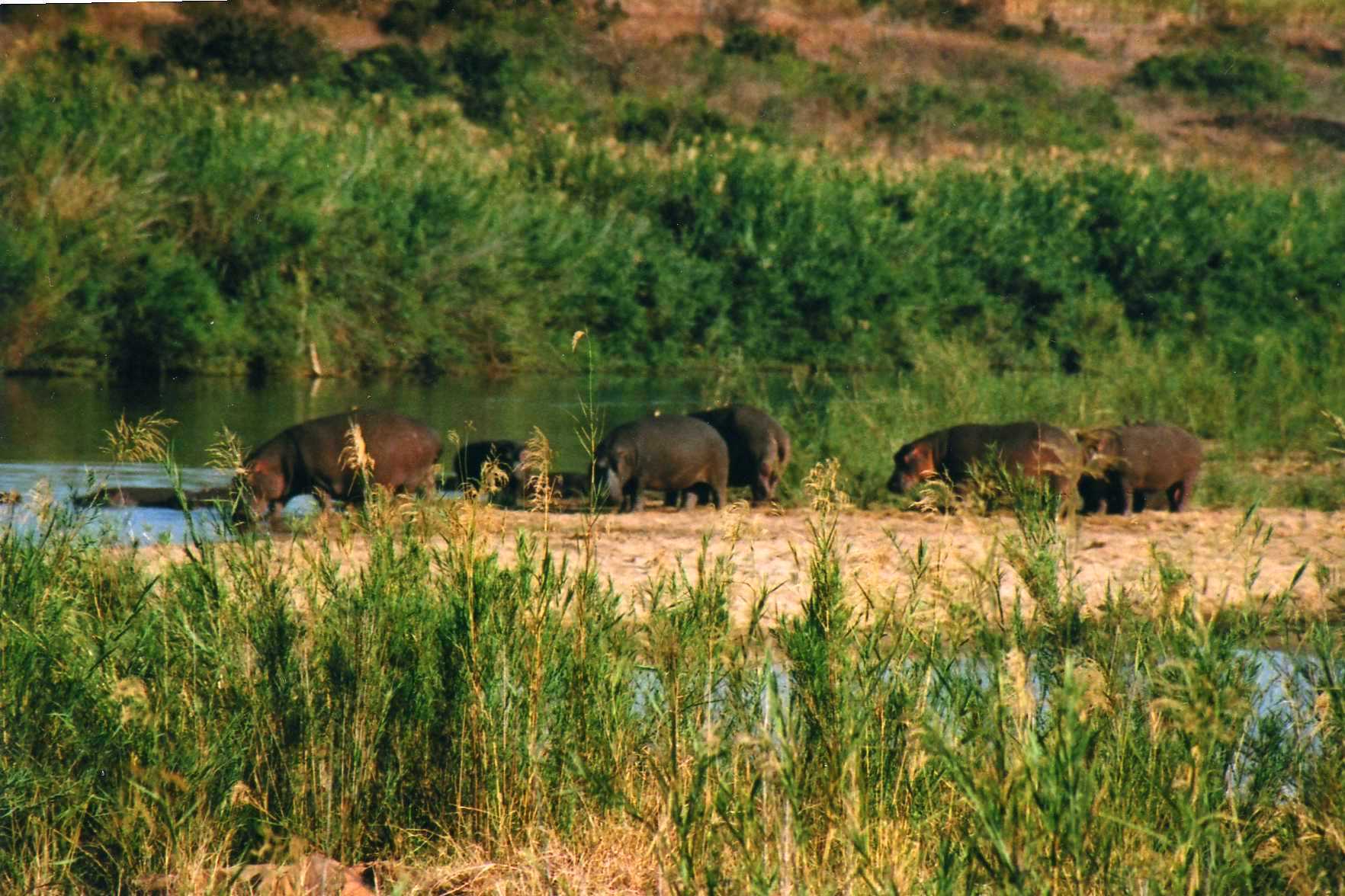 Safari photo en Afrique du Sud 005