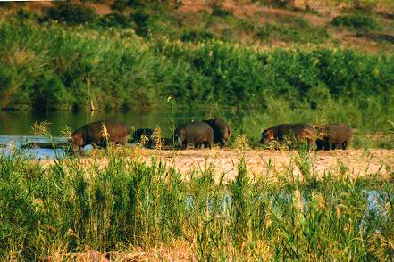 Safari photo en Afrique du Sud 5