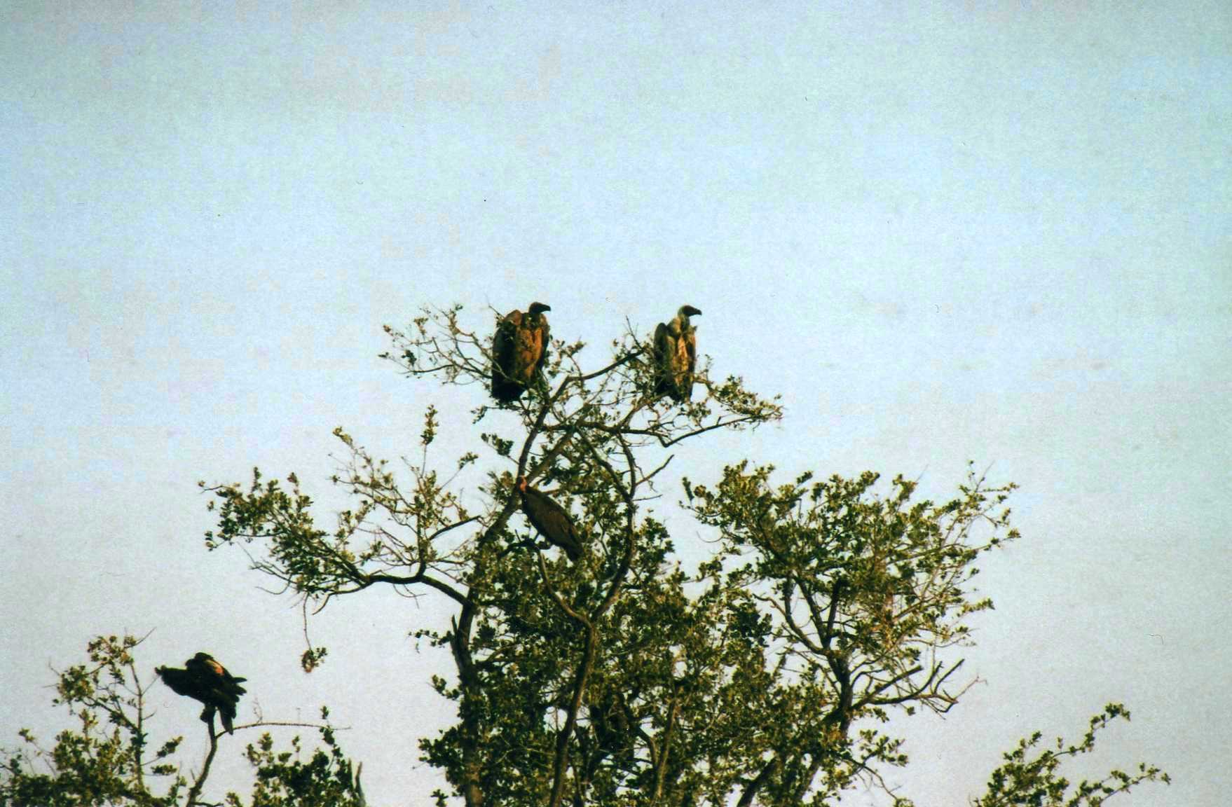 Safari photo en Afrique du Sud 006