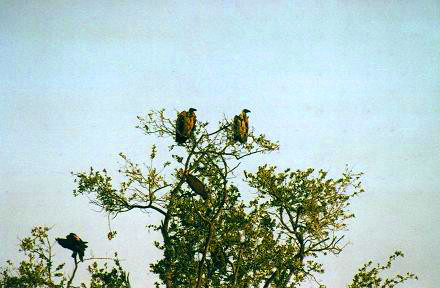 Safari photo en Afrique du Sud 6