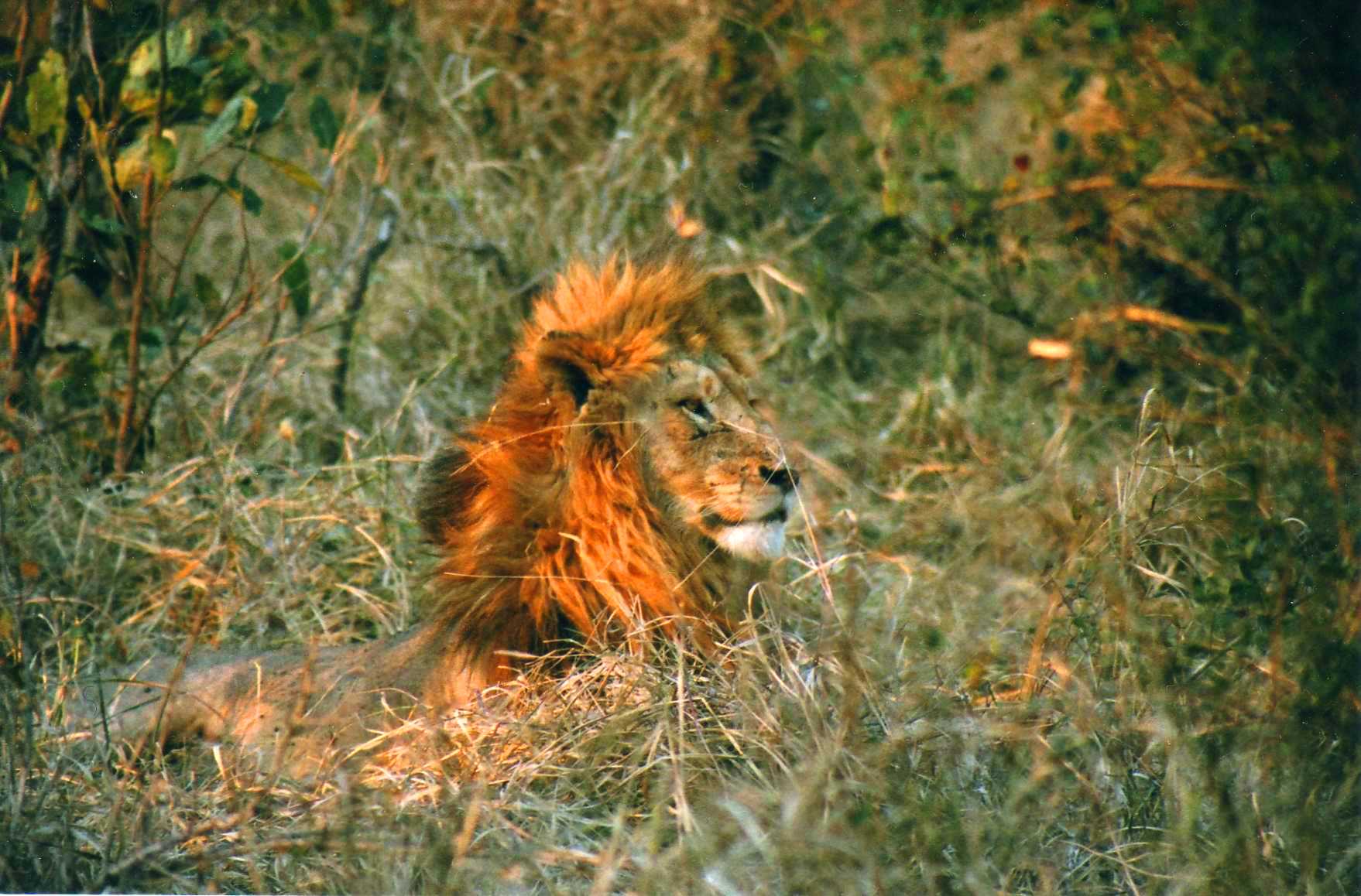 Safari photo en Afrique du Sud 007
