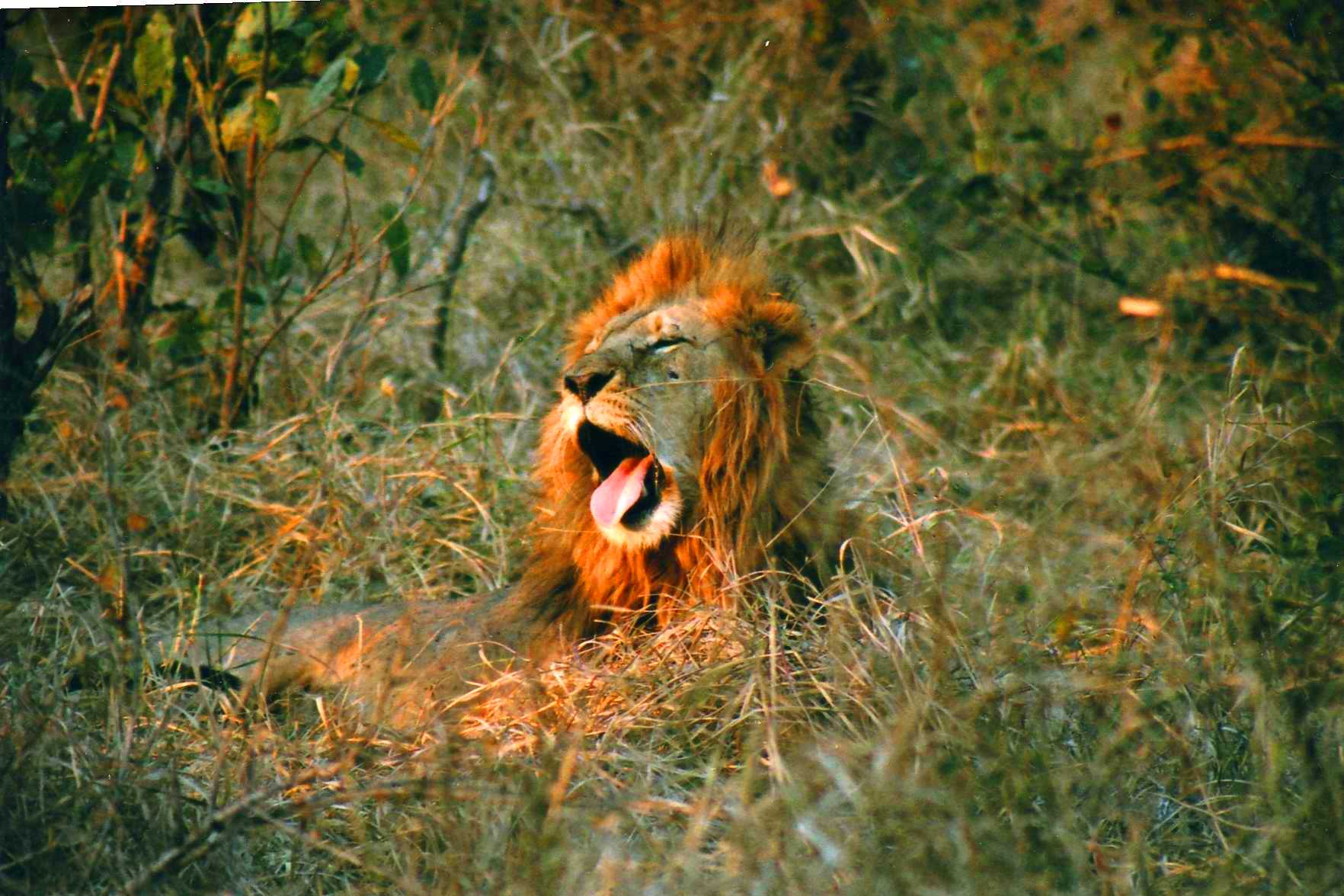 Safari photo en Afrique du Sud 008
