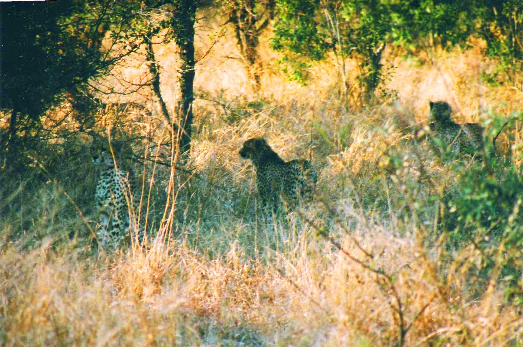 Safari photo en Afrique du Sud 011