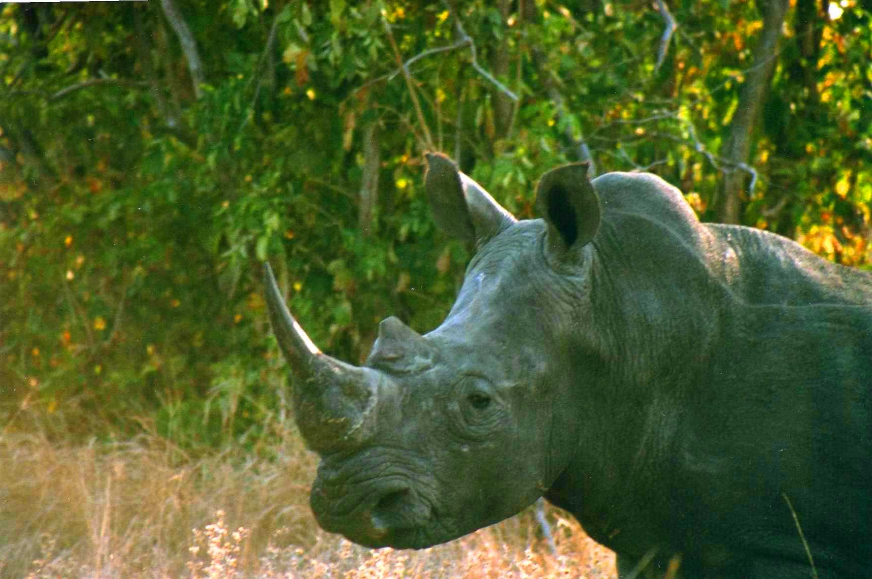 Safari photo en Afrique du Sud 013