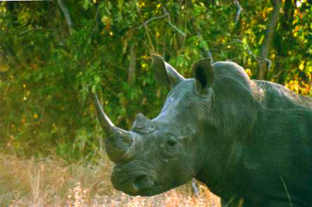 Safari photo en Afrique du Sud 13