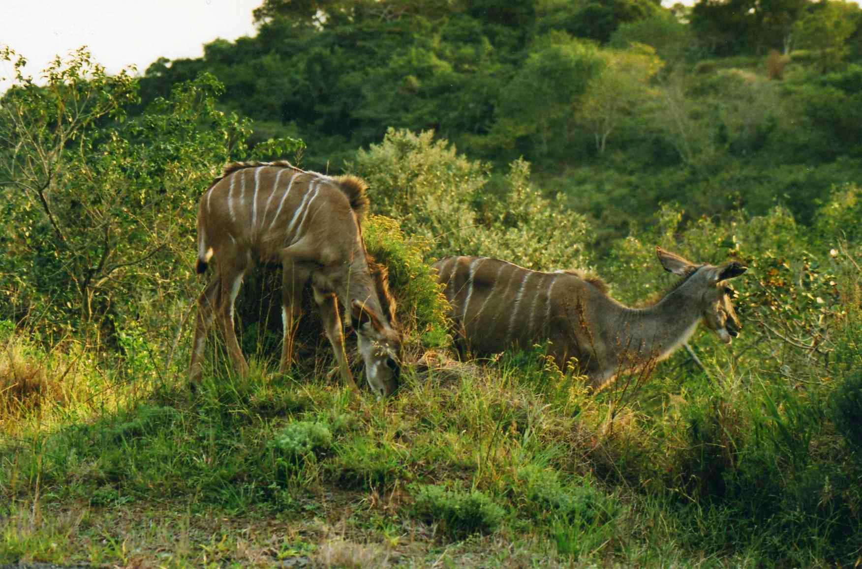 Safari photo en Afrique du Sud 015