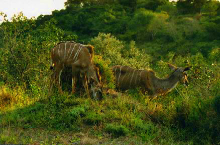 Safari photo en Afrique du Sud 15