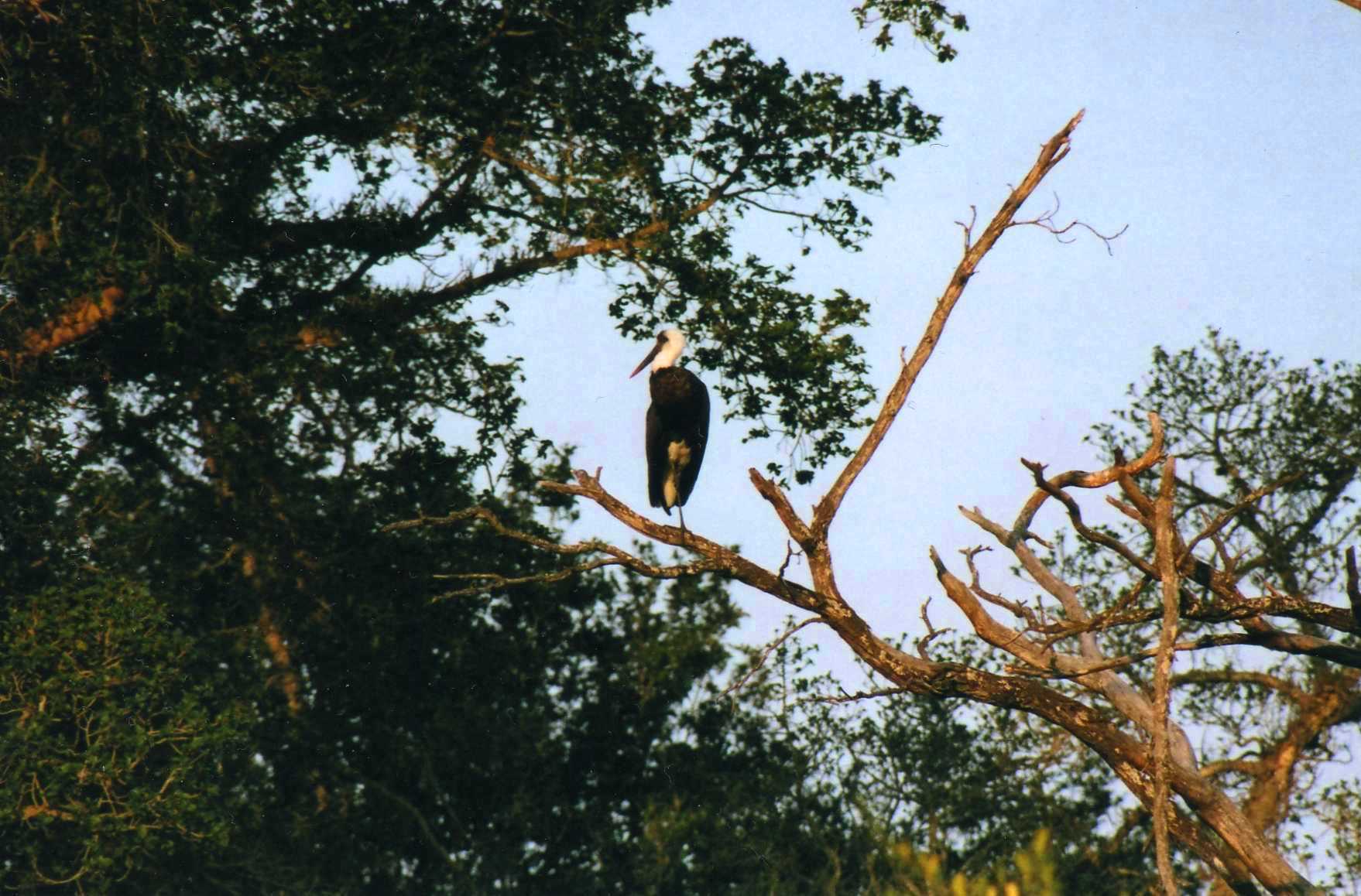Safari photo en Afrique du Sud 016