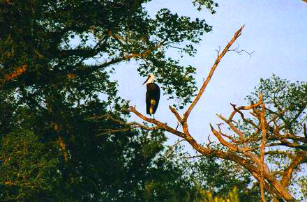 Safari photo en Afrique du Sud 16
