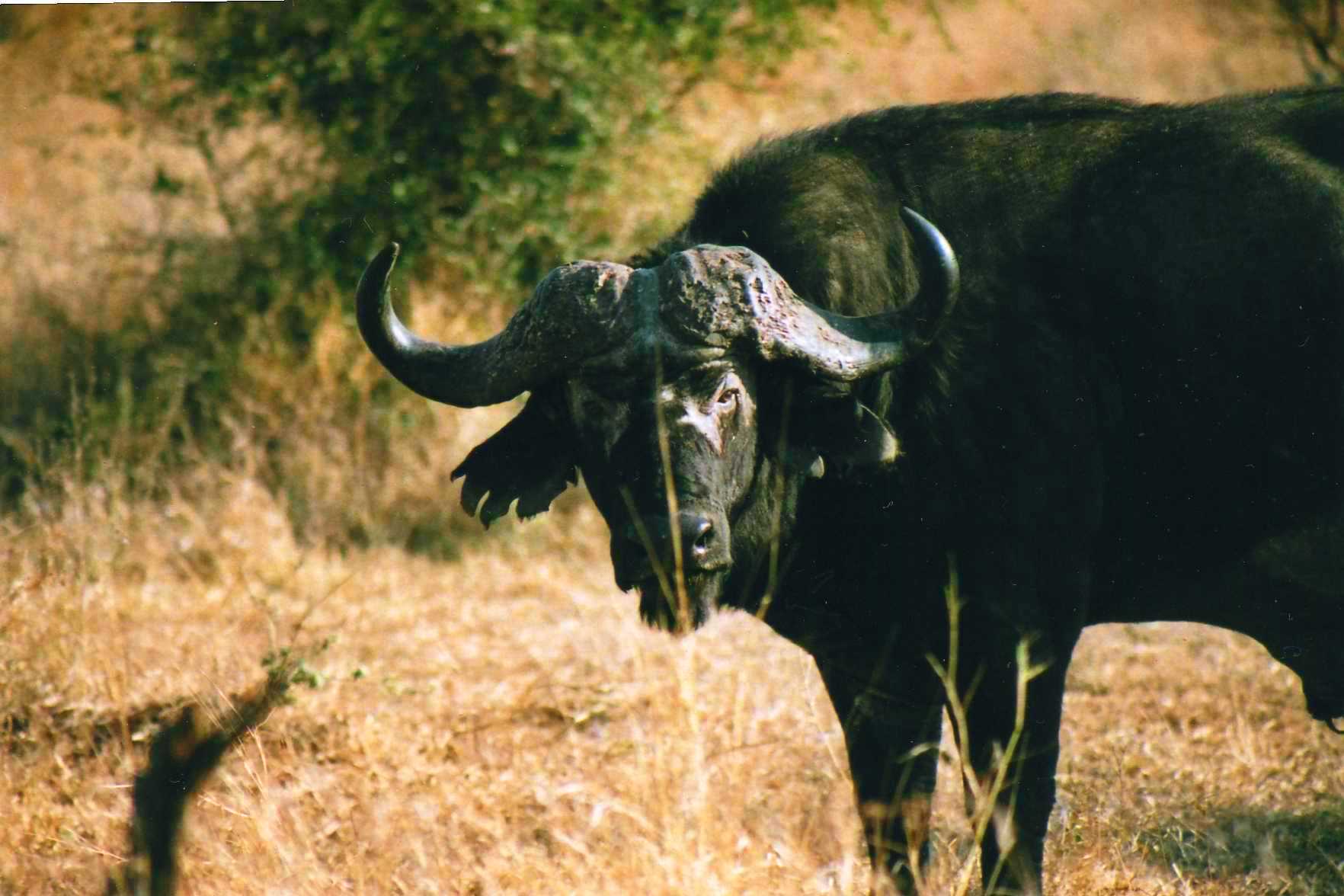 Safari photo en Afrique du Sud 017