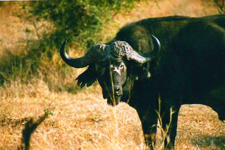 Safari photo en Afrique du Sud 17