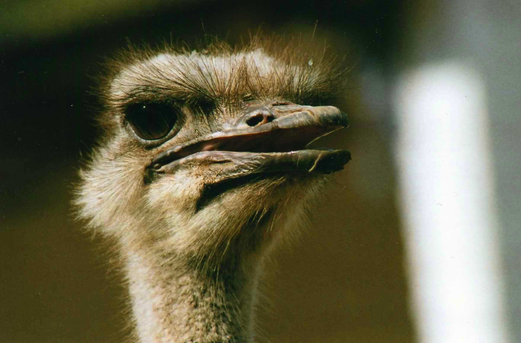 Safari photo en Afrique du Sud 018