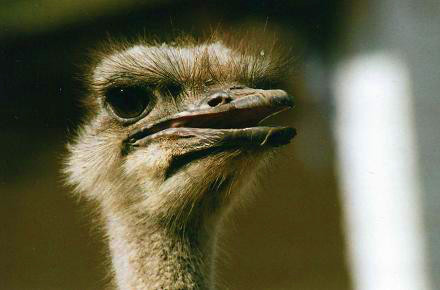 Safari photo en Afrique du Sud 18