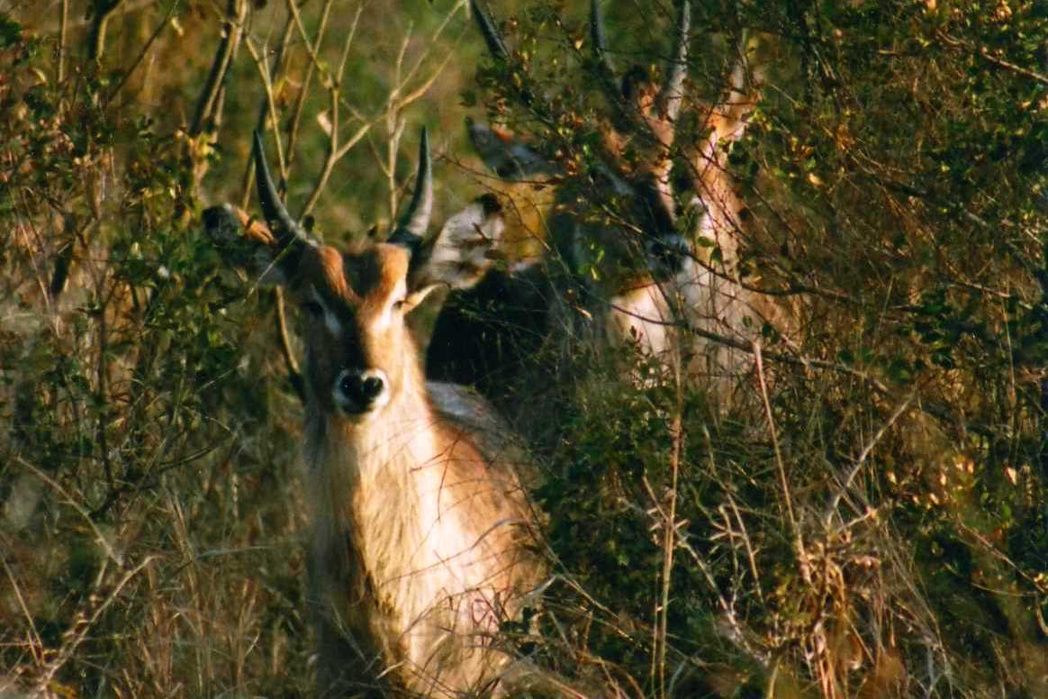 Safari photo en Afrique du Sud 019