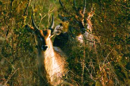 Safari photo en Afrique du Sud 19
