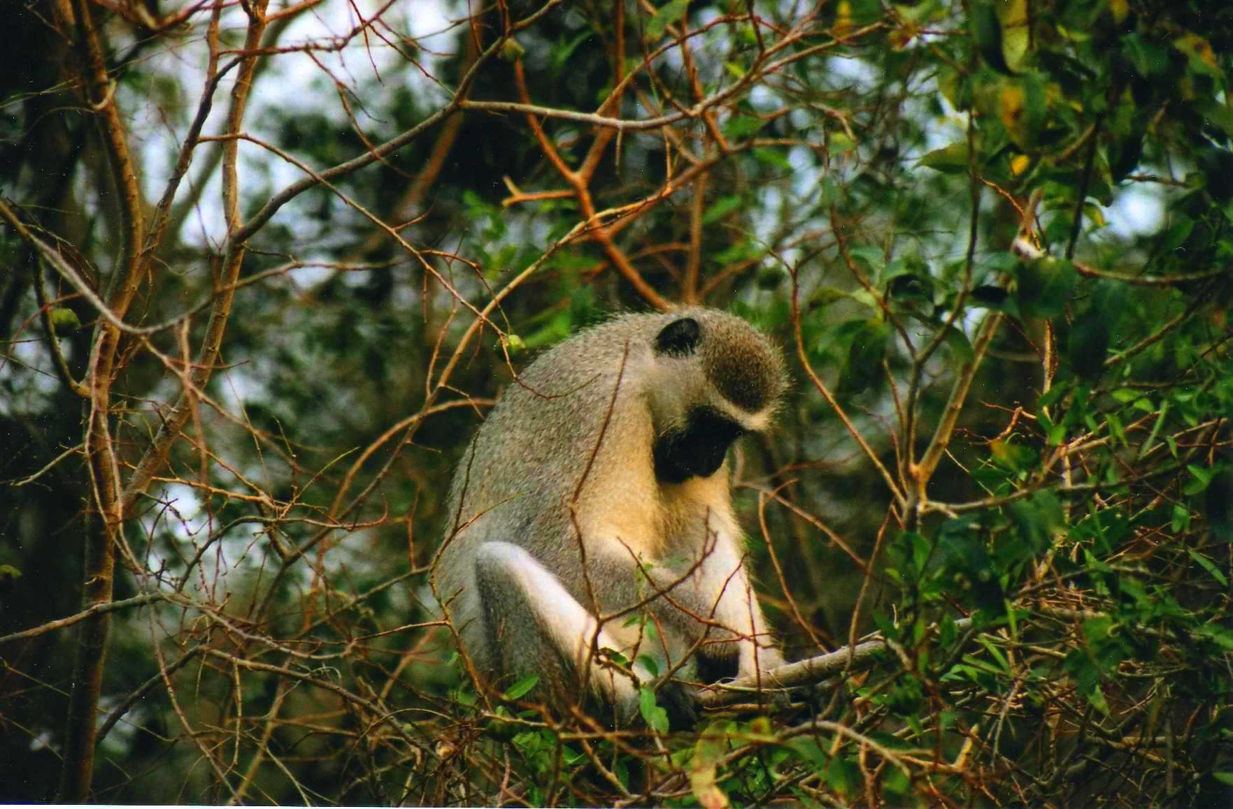 Safari photo en Afrique du Sud 020