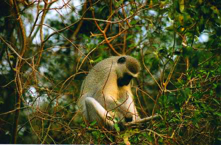Safari photo en Afrique du Sud 20